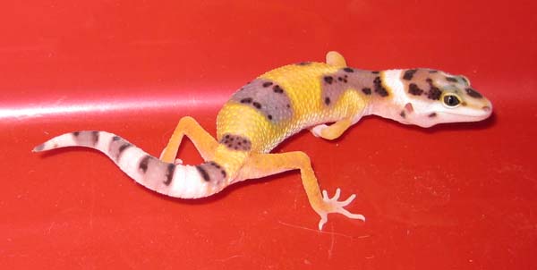 Baby Leopard Gecko