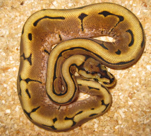 Spider Morph Ball Python by wastedsacrifice on DeviantArt