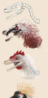 Modern Birds- Velociraptor Possibilities