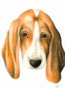 Hound - dog portrait