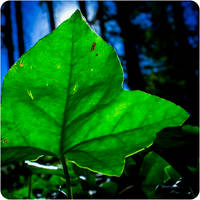 Forest Floor