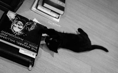 Cat with Book