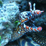 Dragon Moray Eel
