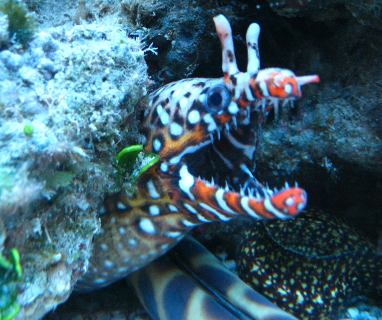 Dragon Moray Eel