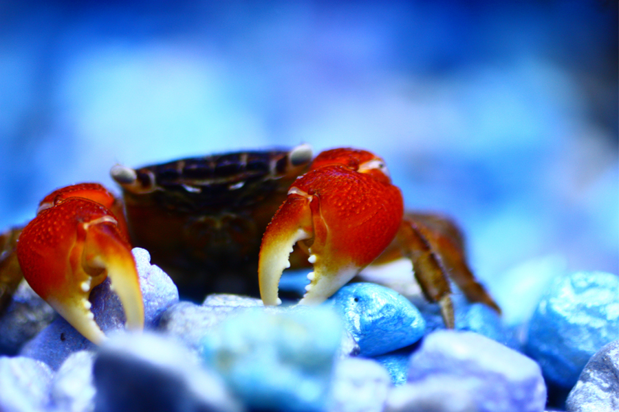 Red Clawed Crab