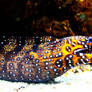 The Dragon Moray Eel Returns