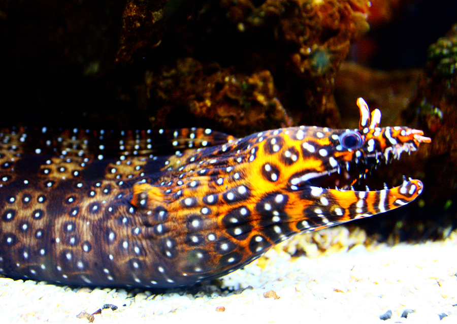 The Dragon Moray Eel Returns