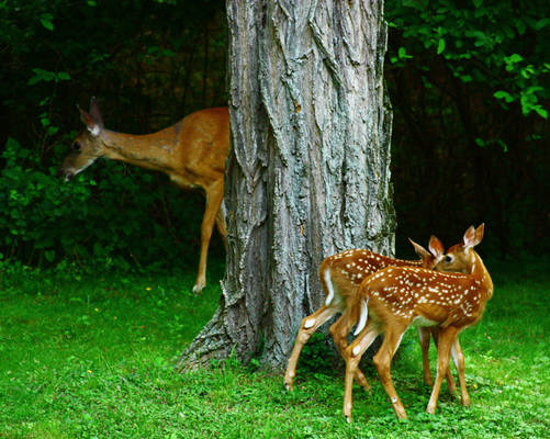 Two Fawns