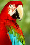 Portrait of a Parrot by sapphiresphinx