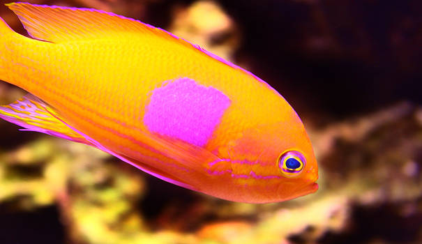 Tangerine Fish