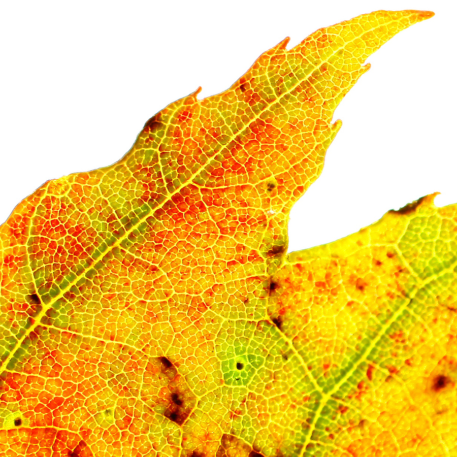 Abstraction of Autumn