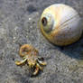 Hermit Crab With No Shell