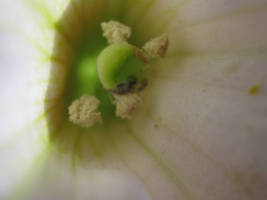 White Flower