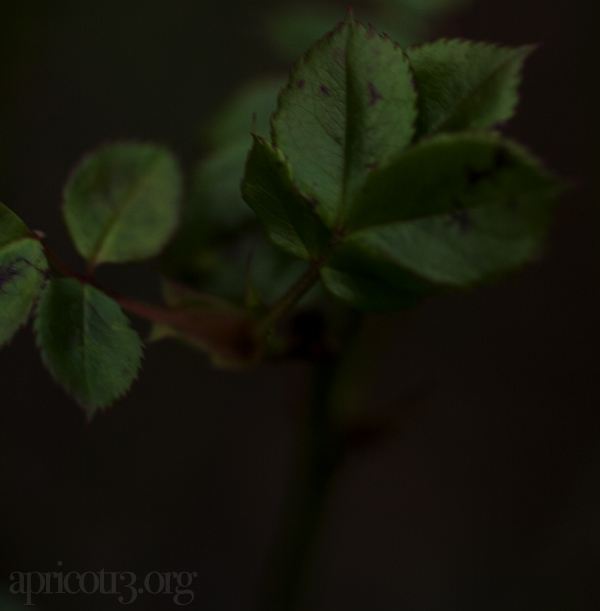 Green Leaves in Darkness