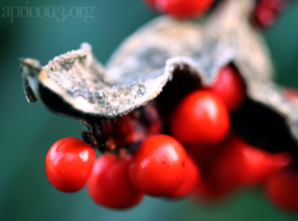 Red Berries