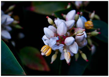 White buds