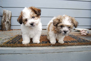 Shih-Tzu Puppies 14