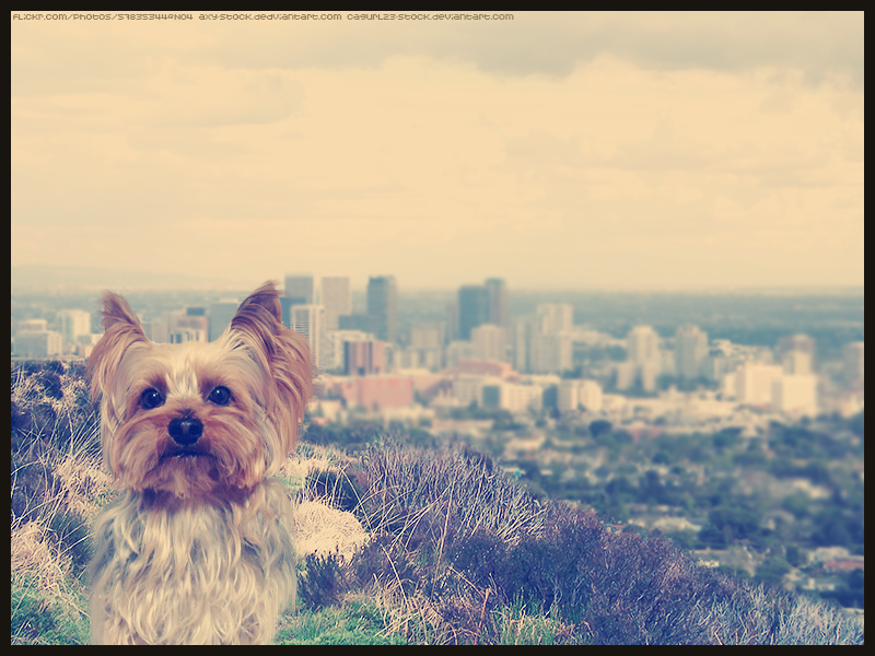 City Yorkie