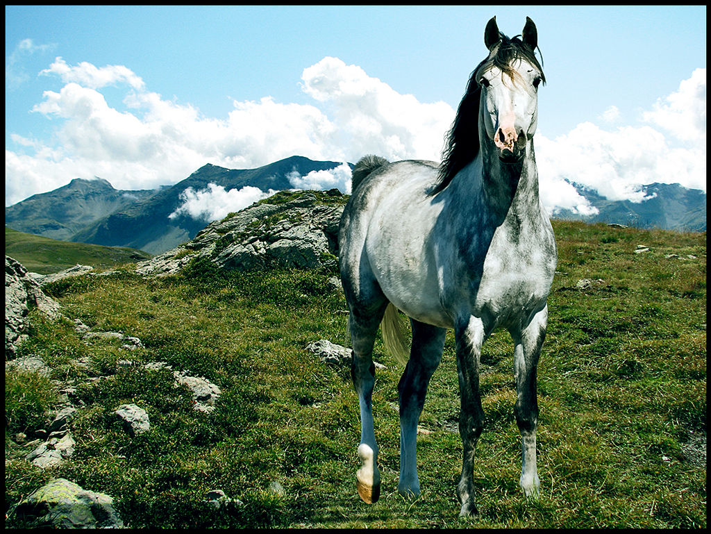 Mountain Arab