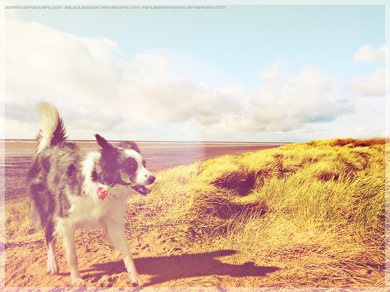 Pink Border Collie