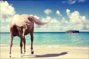 Beach Pony