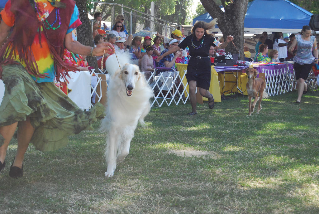 Borzoi