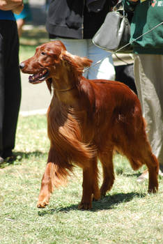 Irish Setter 2