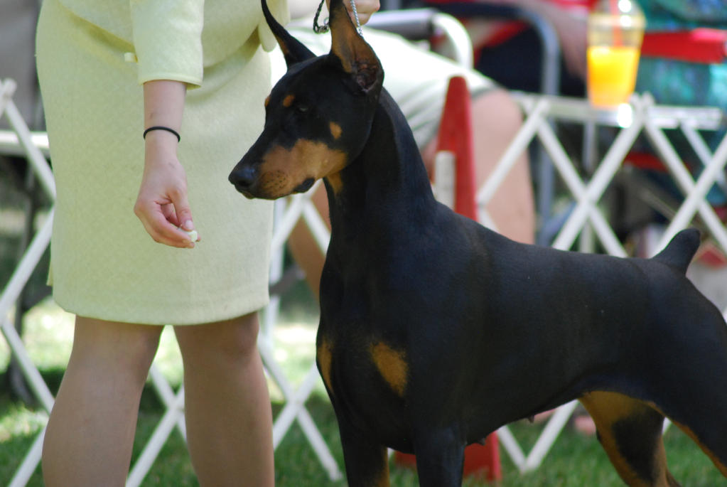 Doberman