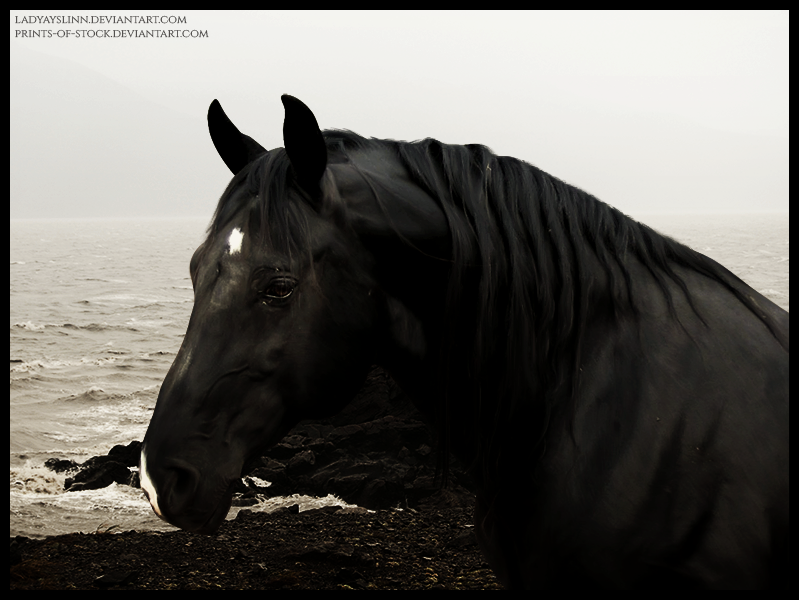 Black Horse