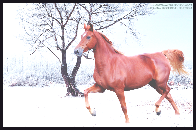 Red Snow