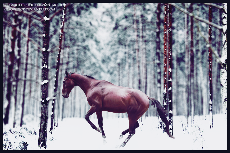 Snowy Forest