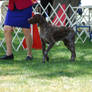 German Shorthaired Pointer 2