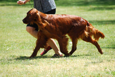 Irish Setter 10