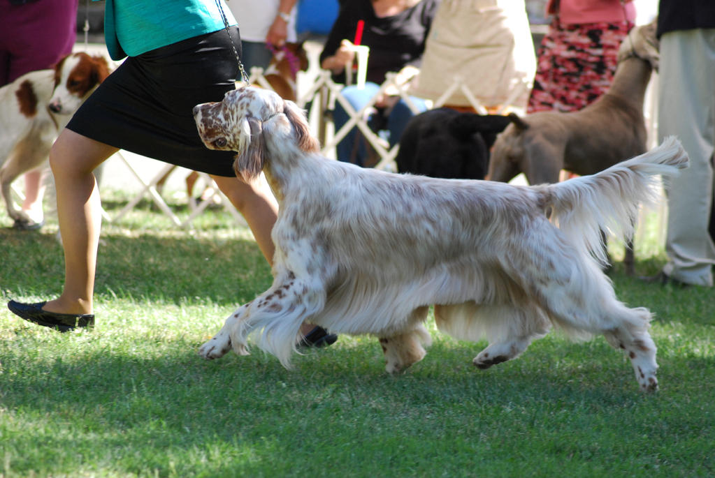 English Setter 5