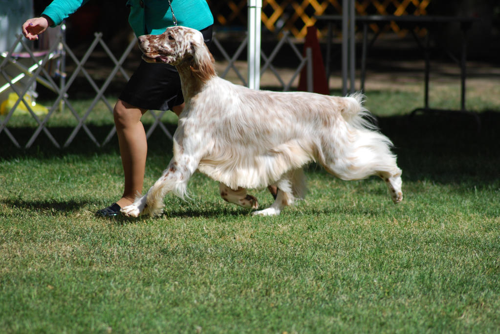 English Setter 10