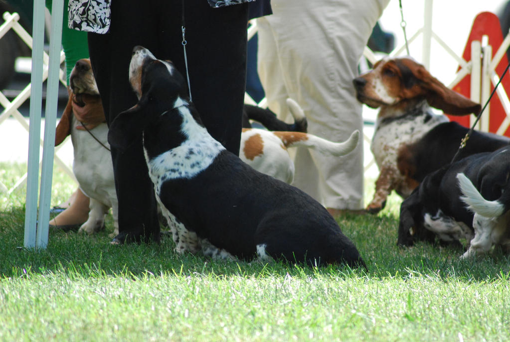 Basset Hound 17