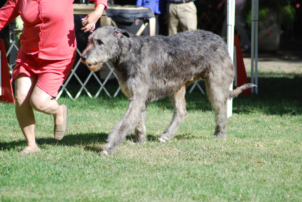 Irish Wolfhound 5