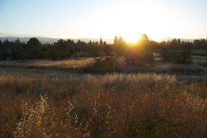 Field Sunset by xxtgxxstock Field Sunset by xxtgxxstock