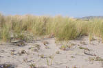 Dunes by xxtgxxstock