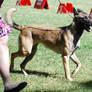 Belgian Malinois 7