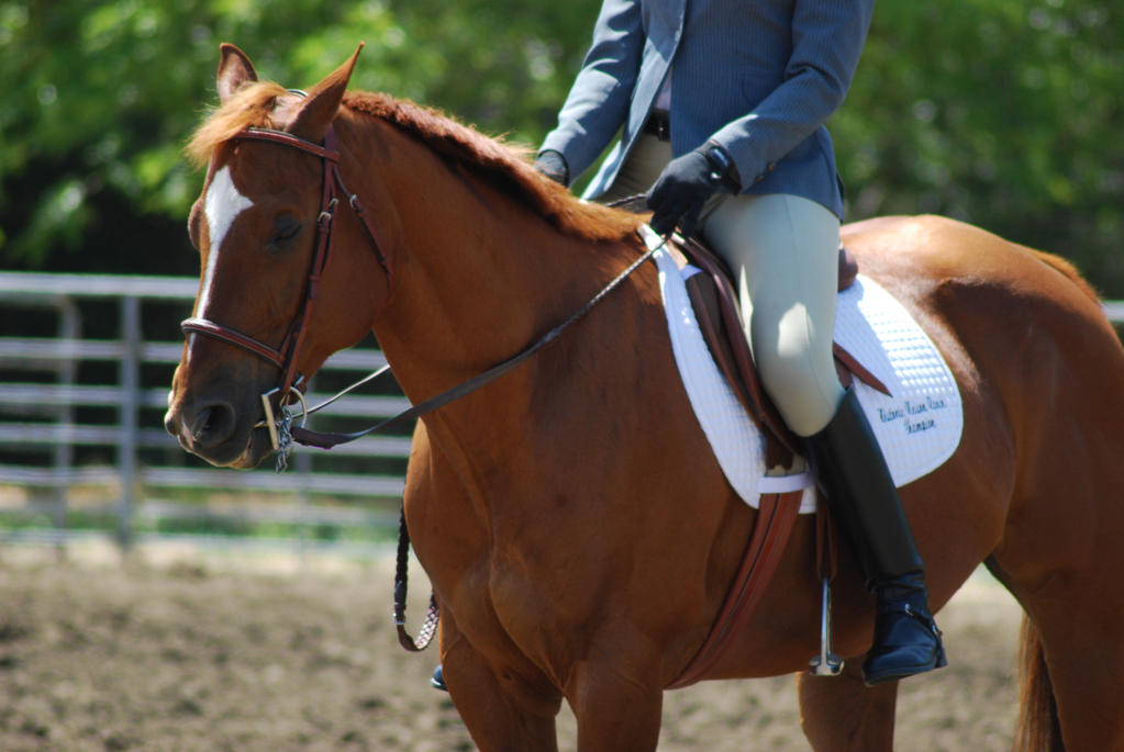 Chestnut Horse 2