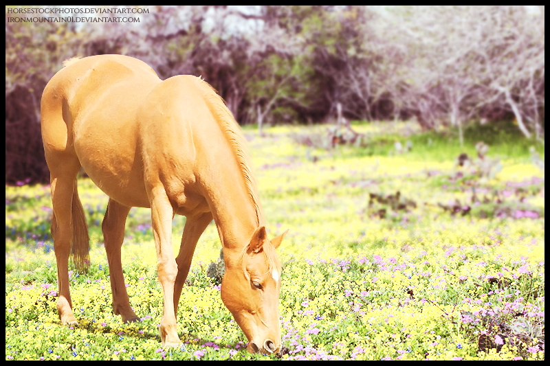 Grazing