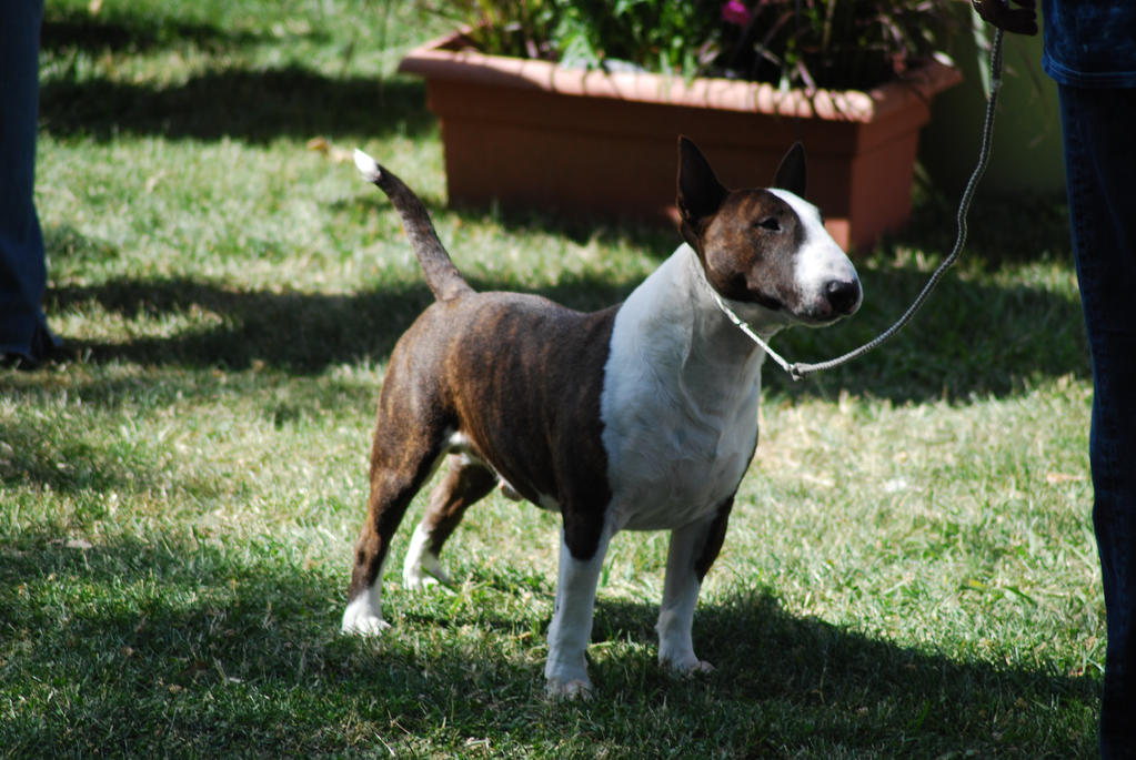 Miniature Bull Terrier