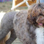 Portuguese Water Dog