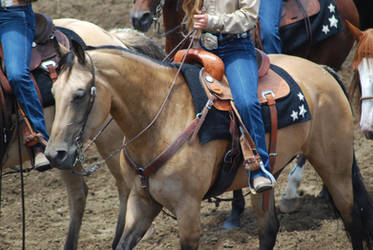 Western Buckskin Horse 2