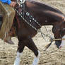 Western Roan Horse