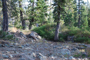 Rocky Forest Landscape 5