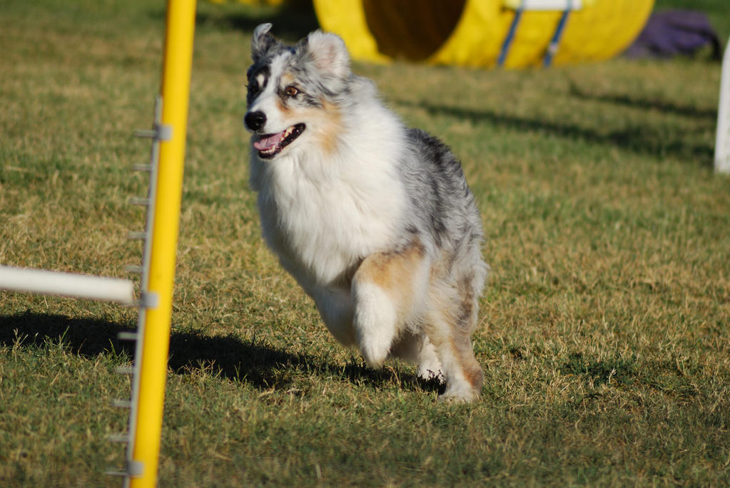 Australian Shepherd 7