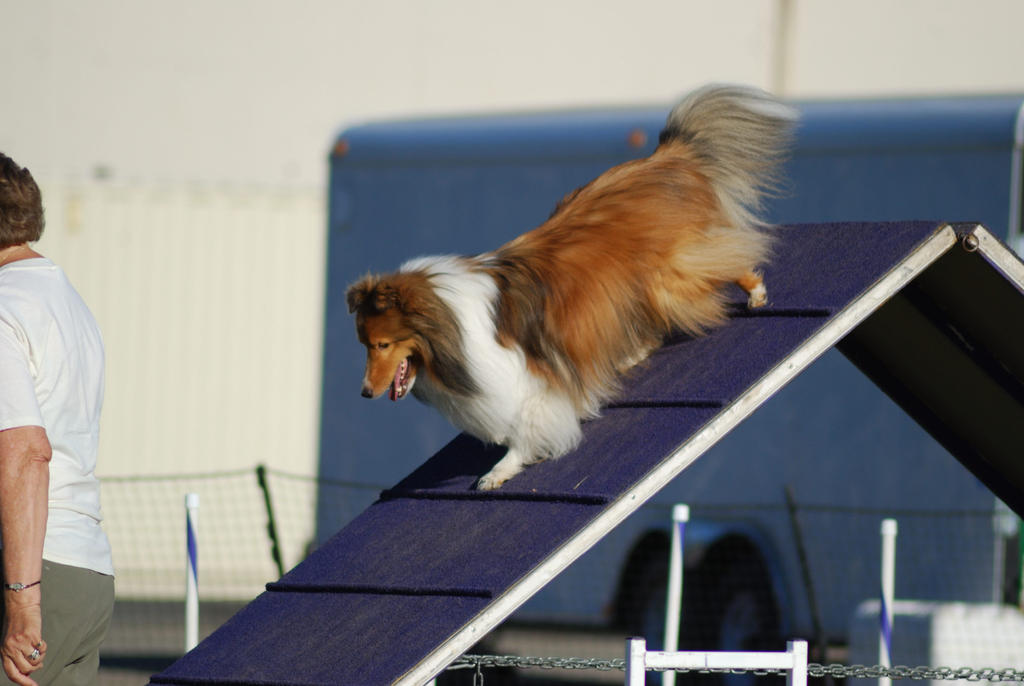 Shetland Sheepdog 25