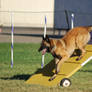 Belgian Malinois 9